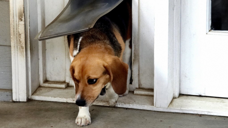 Are Pet Doors on Your Garage Door Safe? Angie's List